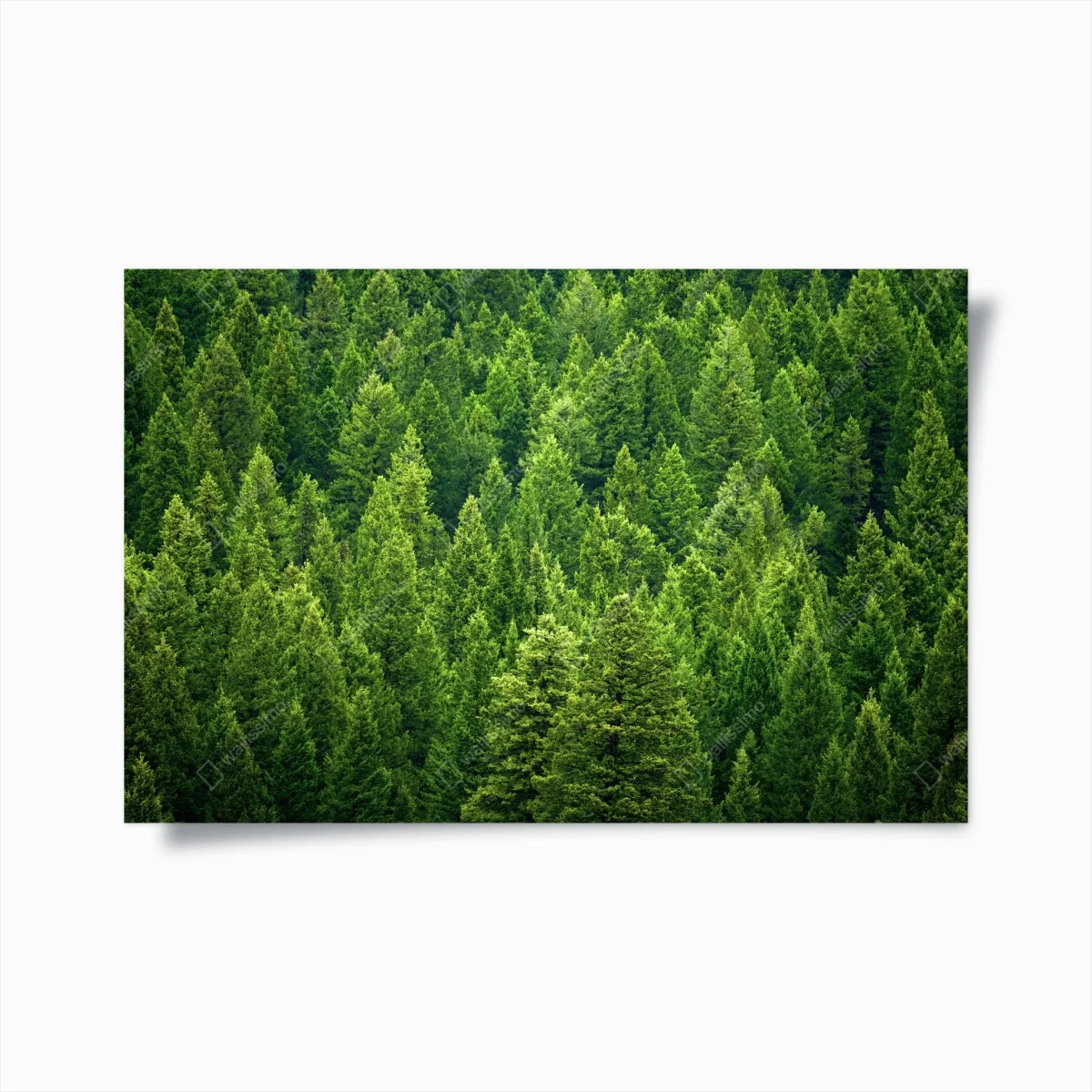 Poster lush pine forest canopy ⁕ Wallissimo® Poster lush pine forest canopy ⁕ Wallissimo®