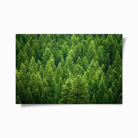 Poster lush pine forest canopy • Wallissimo®