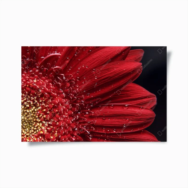 Poster red gerbera daisy close-up with dewdrops