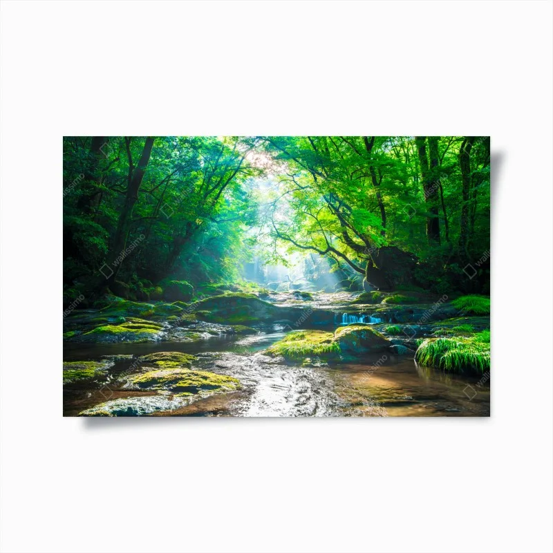 Poster sunlit forest stream with mossy rocks