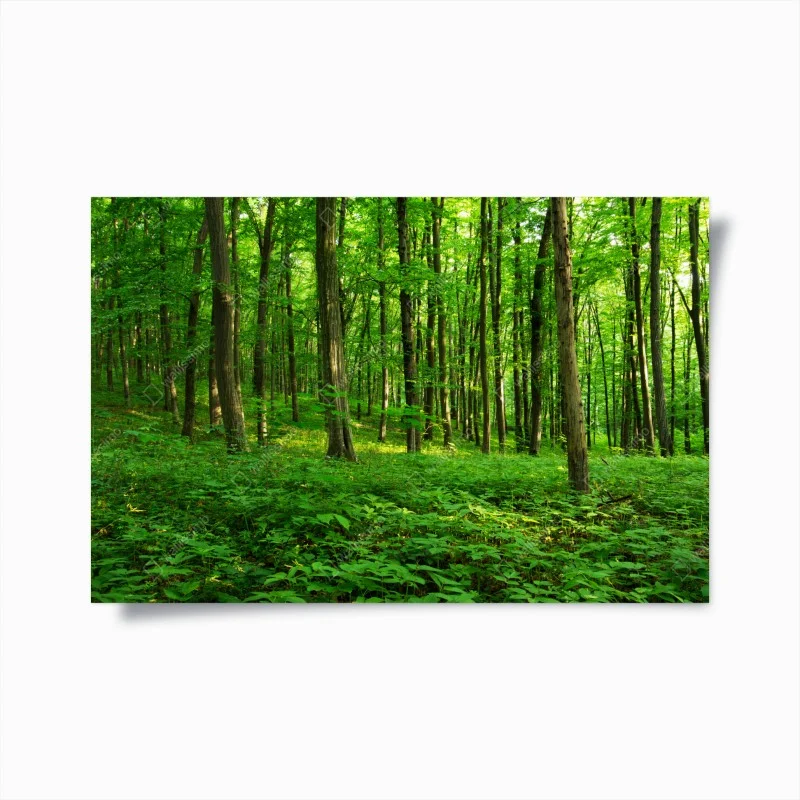 Poster sunlit green forest in spring