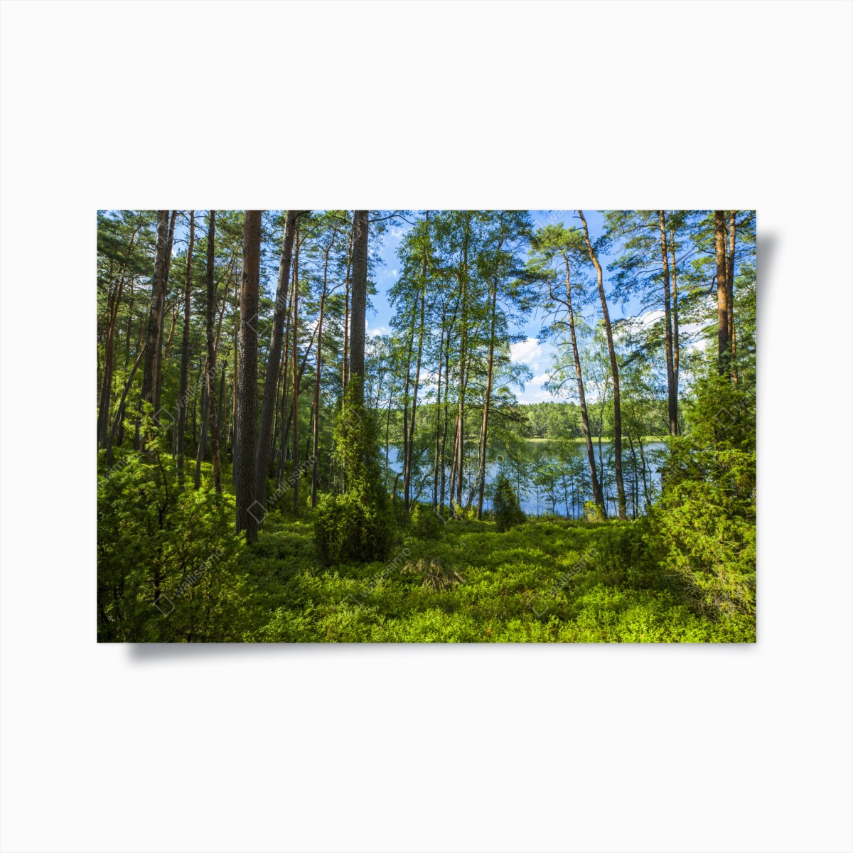 Poster tranquil pine forest by the lake • Wallissimo® Poster tranquil pine forest by the lake • Wallissimo®