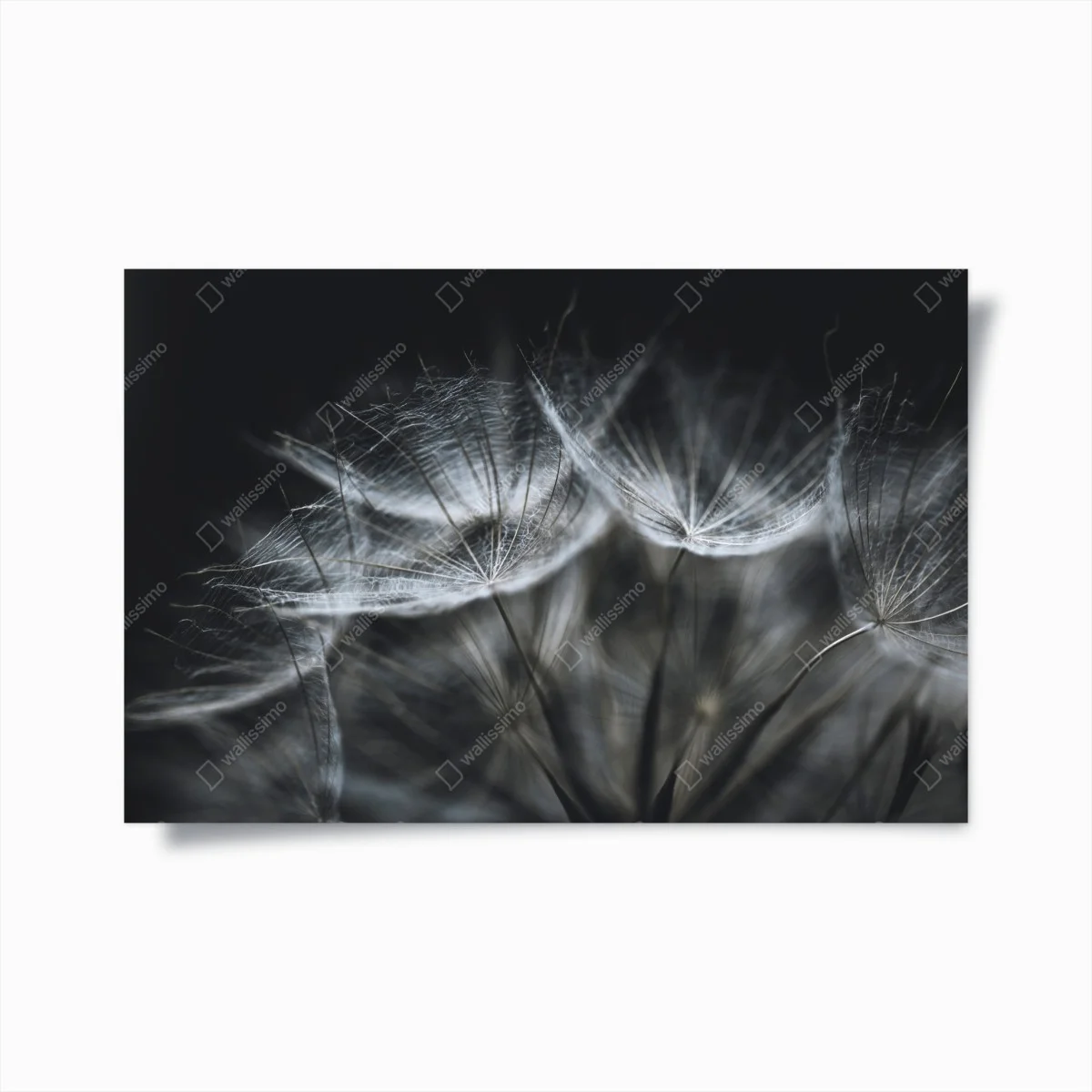 Poster delicate dandelion seed head in monochrome • Wallissimo® Poster delicate dandelion seed head in monochrome • Wallissimo®