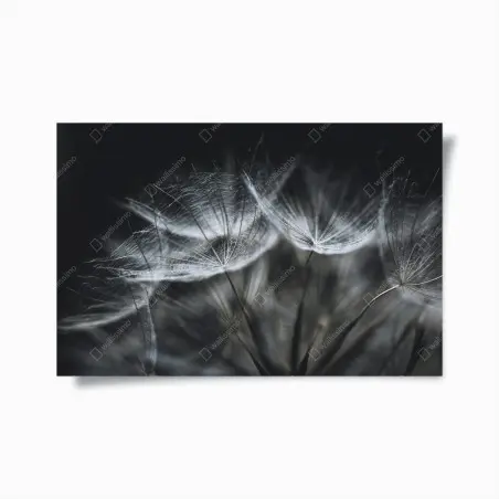 Poster delicate dandelion seed head in monochrome • Wallissimo®