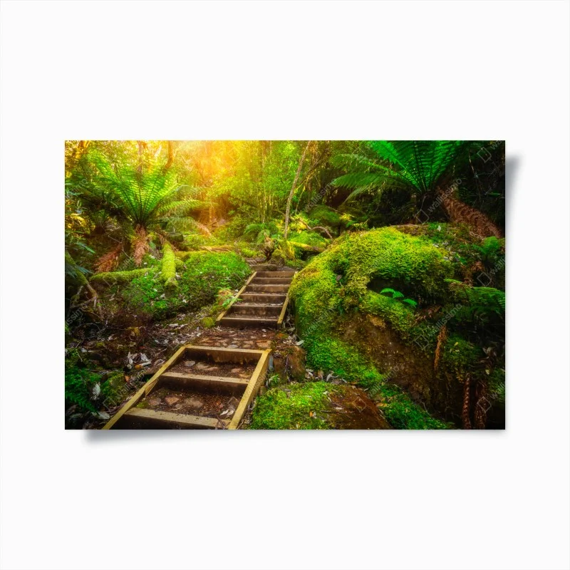 Poster mossy rainforest path on Tasman Peninsula