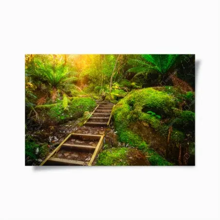 Poster mossy rainforest path on Tasman Peninsula • Wallissimo®