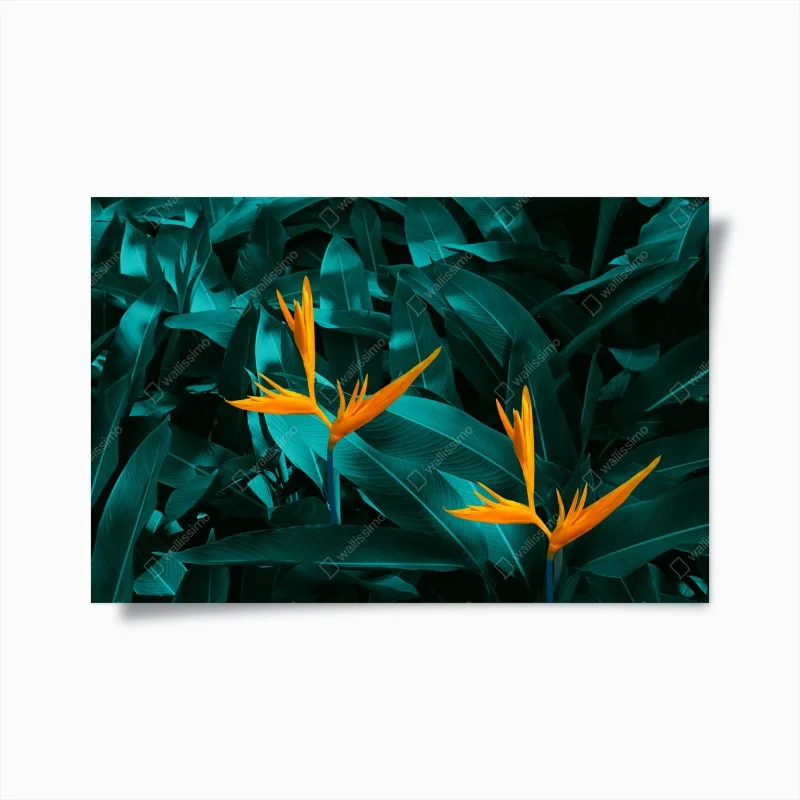 Poster vibrant bird of paradise on turquoise foliage