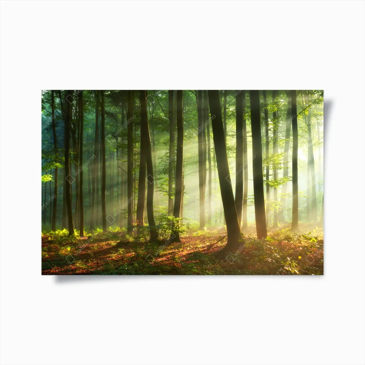 Poster sunlit morning in the forest • Wallissimo® Poster sunlit morning in the forest • Wallissimo®