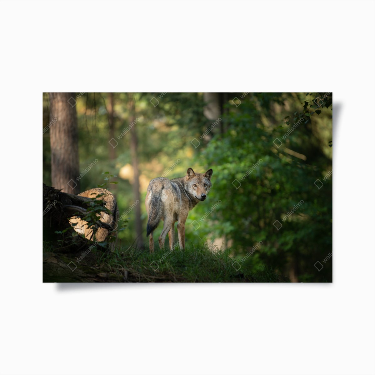 Poster wolf gazing in a forest • Wallissimo® Poster wolf gazing in a forest • Wallissimo®