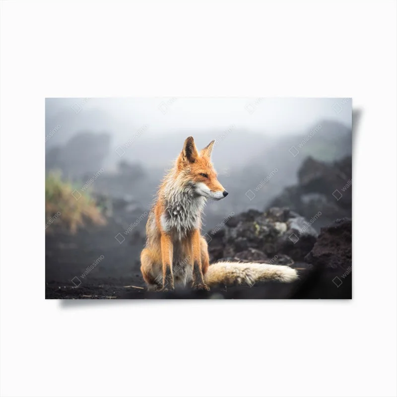 Poster red fox in a misty landscape