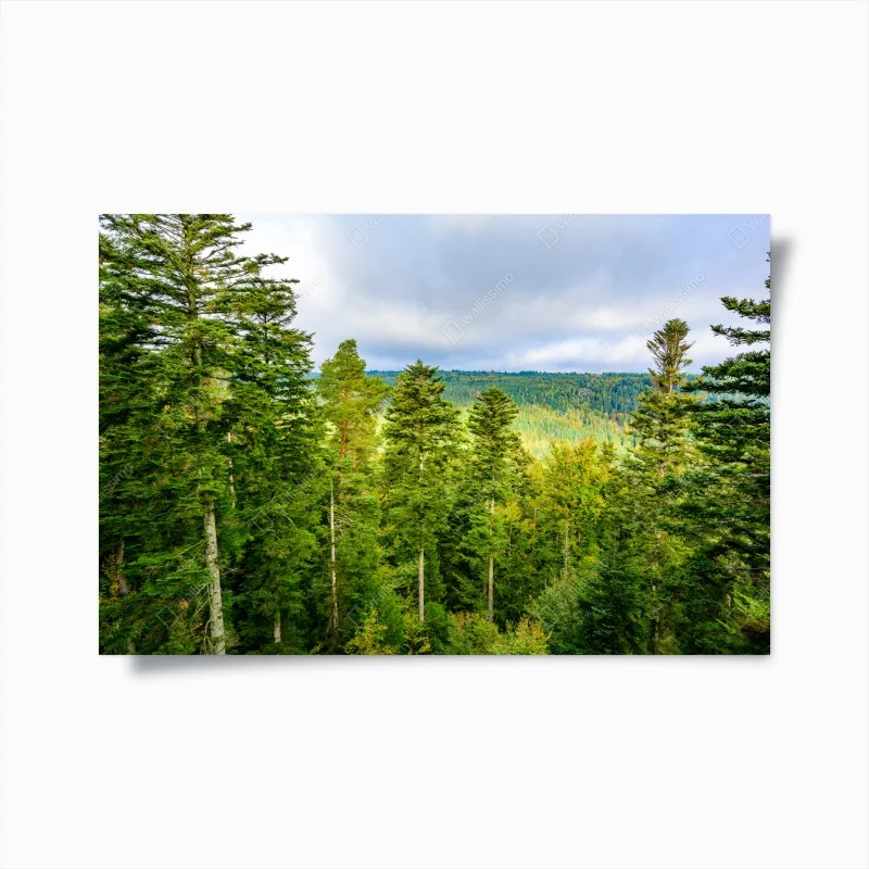 Poster Black Forest autumn treetop panorama