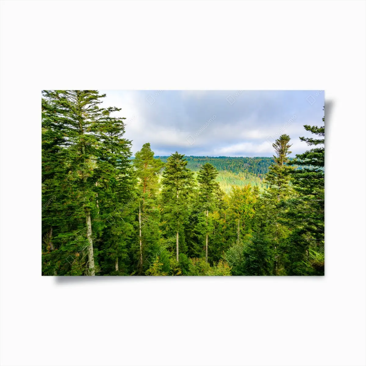 Poster Black Forest autumn treetop panorama • Wallissimo® Poster Black Forest autumn treetop panorama • Wallissimo®