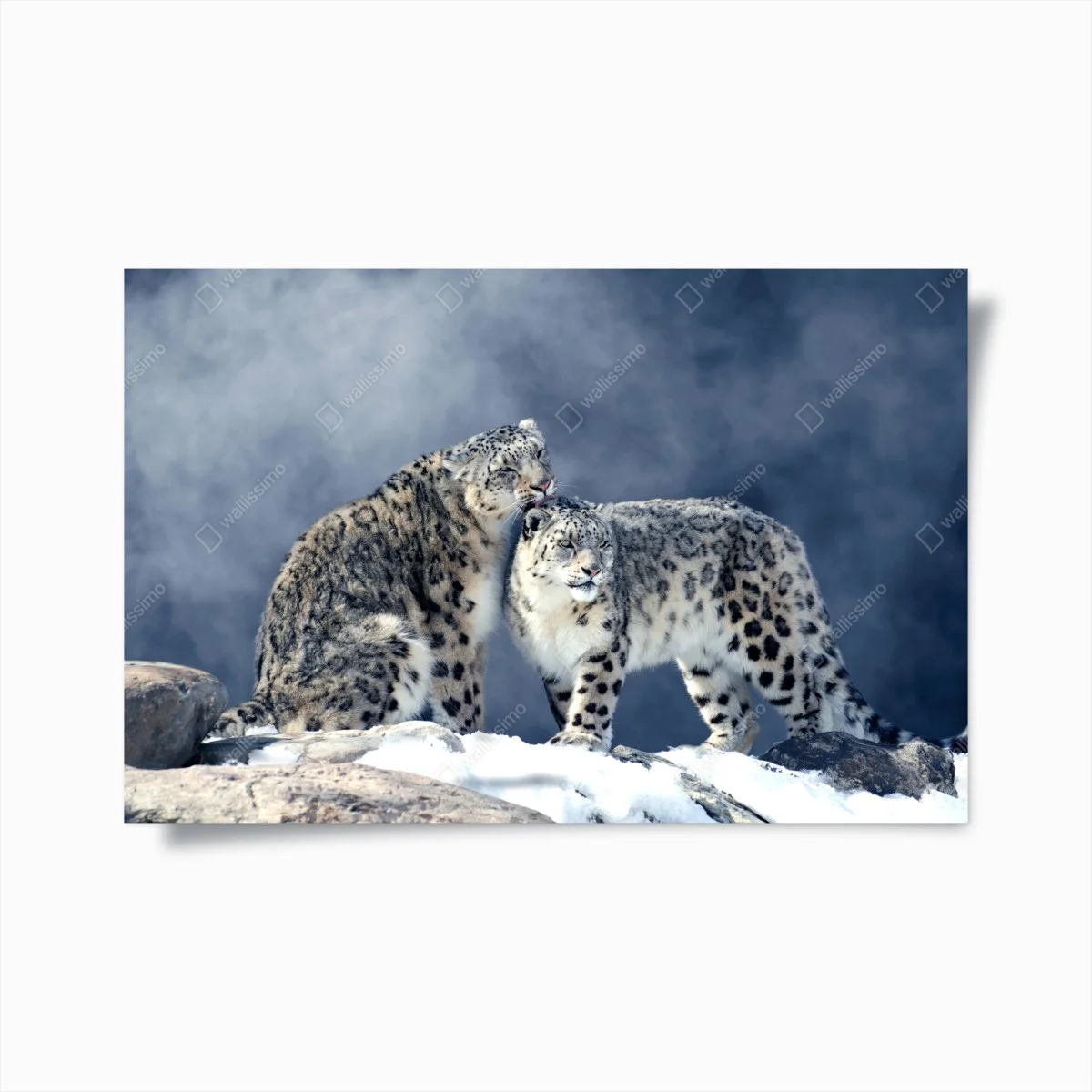 Poster majestic snow leopards in winter ⁕ Wallissimo® Poster majestic snow leopards in winter ⁕ Wallissimo®