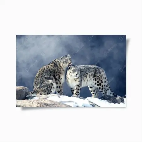 Poster majestic snow leopards in winter • Wallissimo®