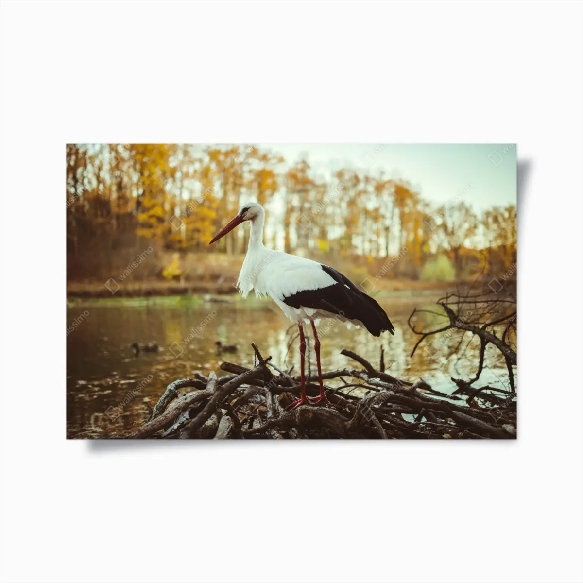 Poster white stork by autumn lake • Wallissimo® Poster white stork by autumn lake • Wallissimo®