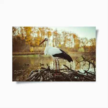 Poster white stork by autumn lake • Wallissimo®