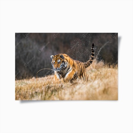Poster Siberian tiger running through grass • Wallissimo®