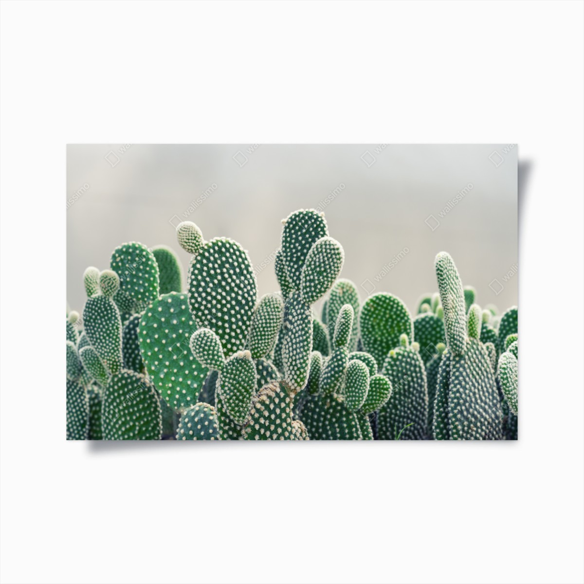 Poster opuntia cactus close-up • Wallissimo®