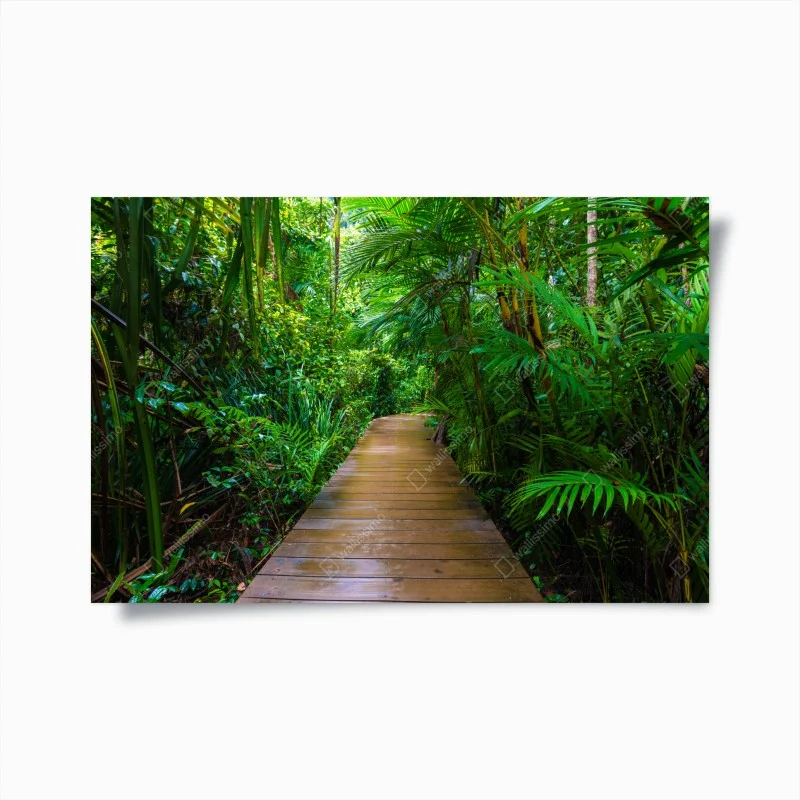 Poster mangrove boardwalk through lush green jungle