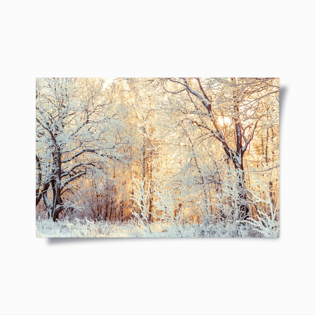 Poster winter sunlight in snowy forest • Wallissimo® Poster winter sunlight in snowy forest • Wallissimo®
