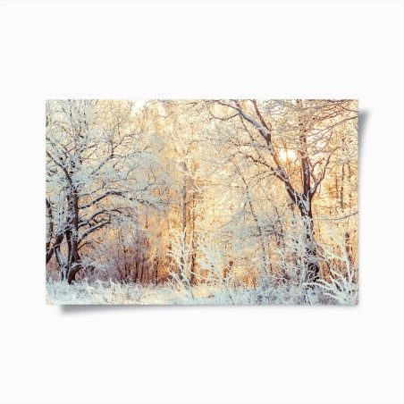 Poster winter sunlight in snowy forest • Wallissimo®