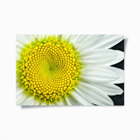 Poster shasta daisy macro spiral • Wallissimo®