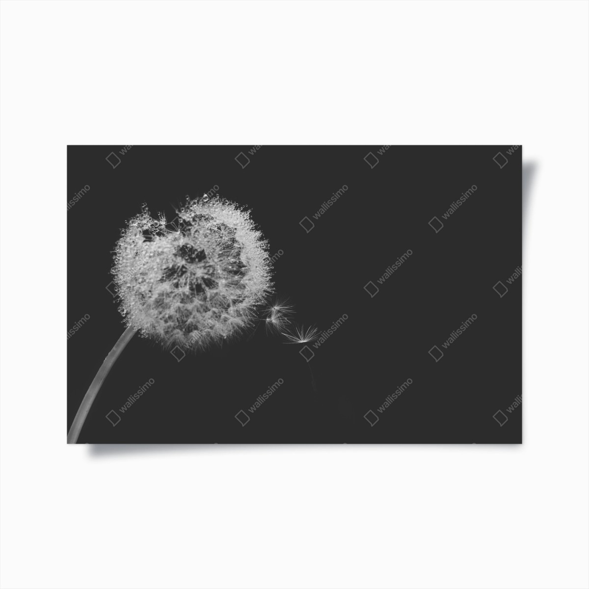 Poster delicate dandelion in monochrome • Wallissimo® Poster delicate dandelion in monochrome • Wallissimo®