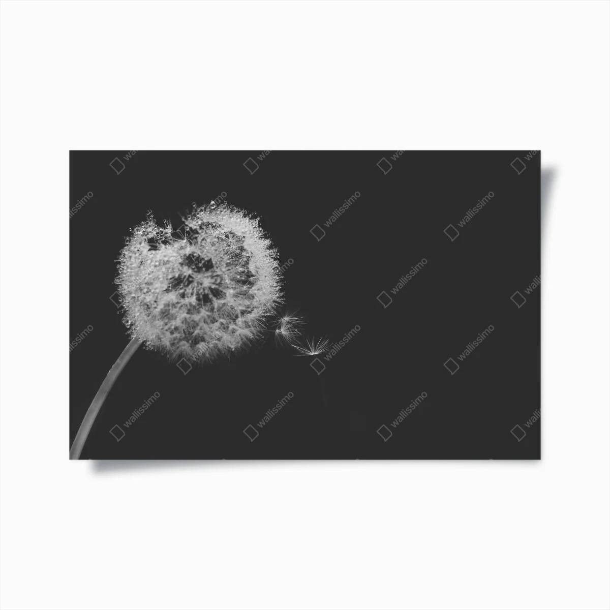 Poster delicate dandelion in monochrome • Wallissimo® Poster delicate dandelion in monochrome • Wallissimo®
