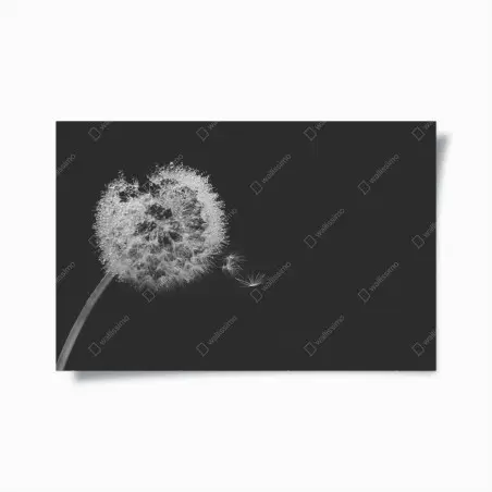 Poster delicate dandelion in monochrome • Wallissimo®