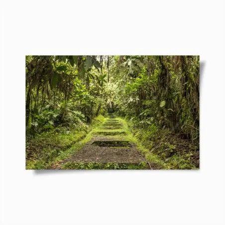 Poster lush jungle pathway through verdant rainforest • Wallissimo®