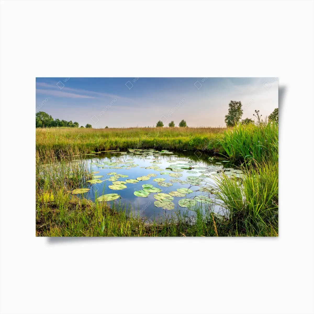 Poster tranquil lily pond in grassy meadow • Wallissimo® Poster tranquil lily pond in grassy meadow • Wallissimo®
