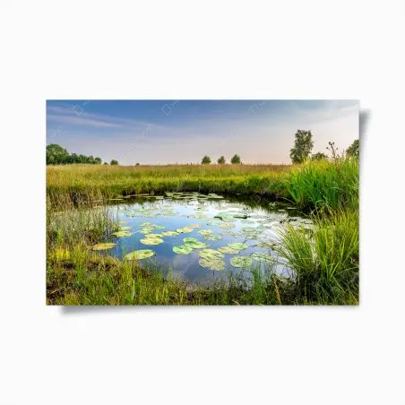 Poster tranquil lily pond in grassy meadow • Wallissimo®