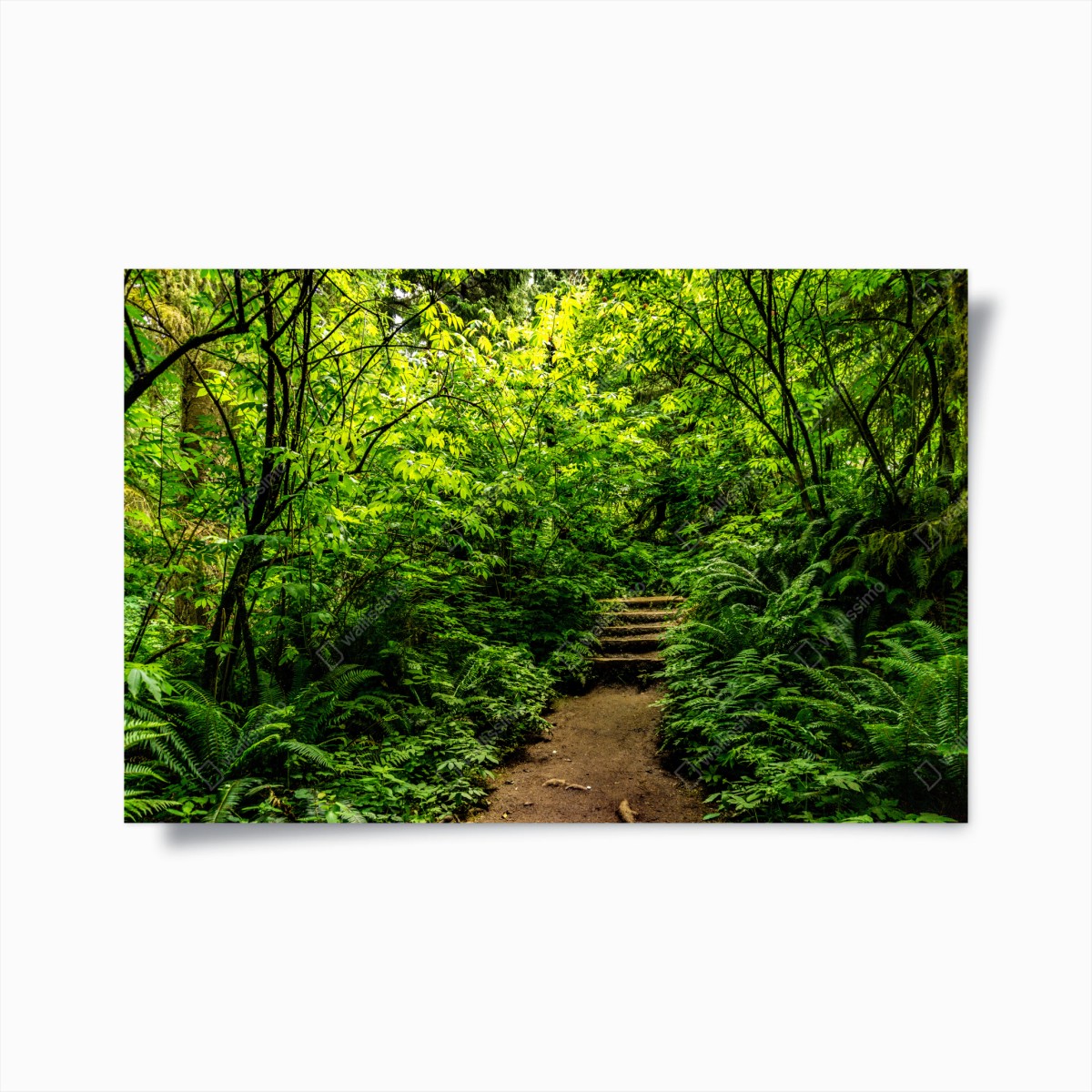 Poster lush green forest trail • Wallissimo®