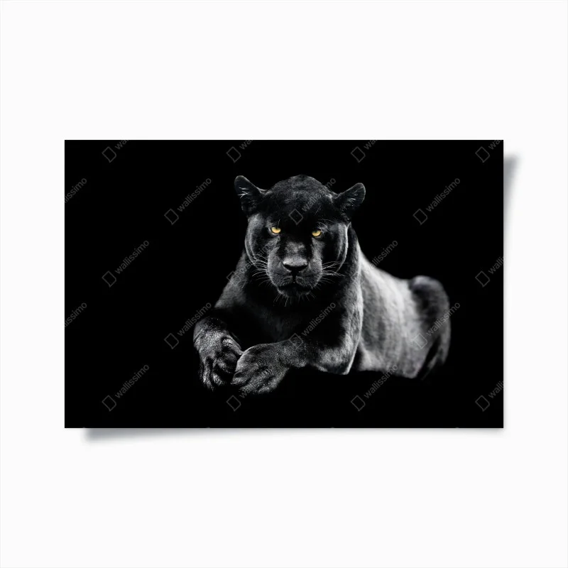 Poster black panther portrait on dark background