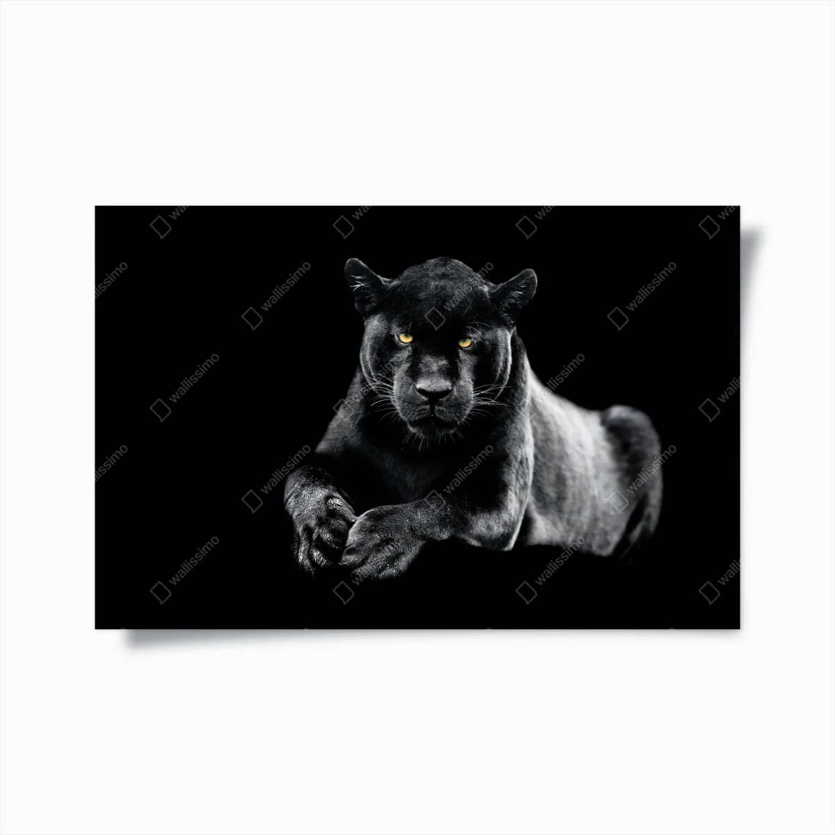 Poster black panther portrait on dark background • Wallissimo® Poster black panther portrait on dark background • Wallissimo®