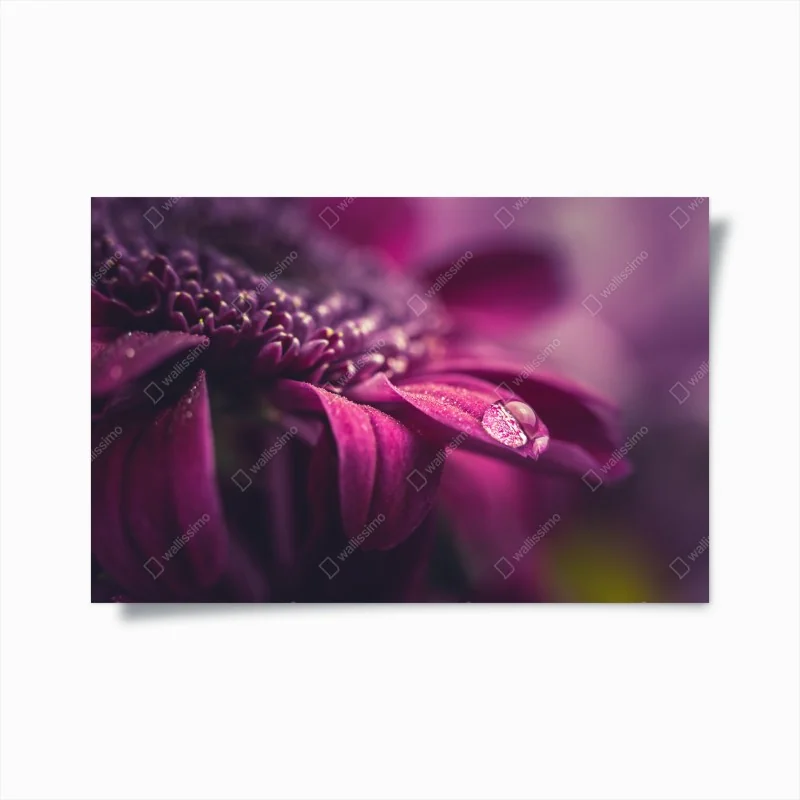 Poster purple macro blossom with dewdrop