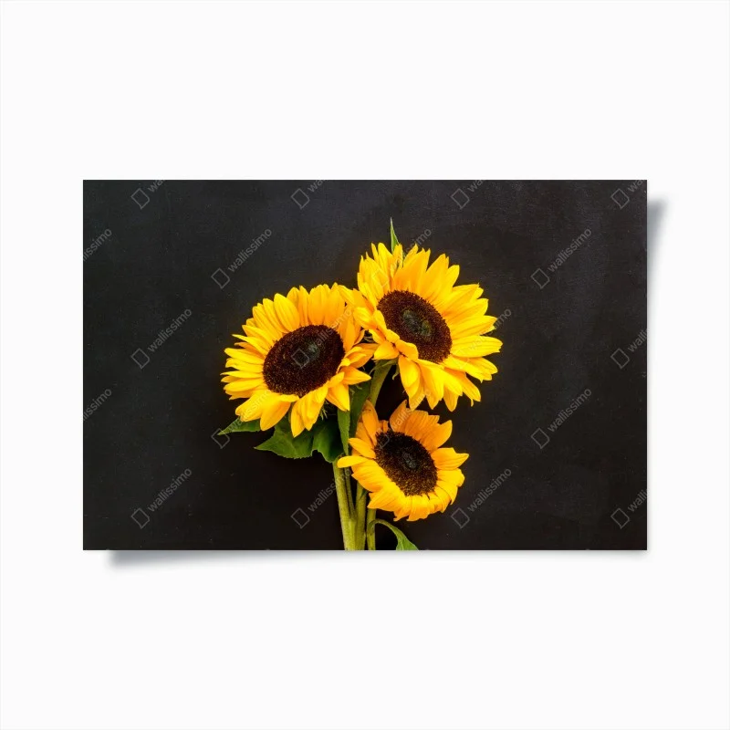 Poster vibrant sunflower trio on black background