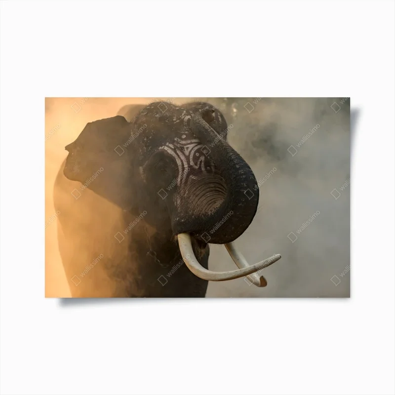 Poster majestic Thai elephant with tusks