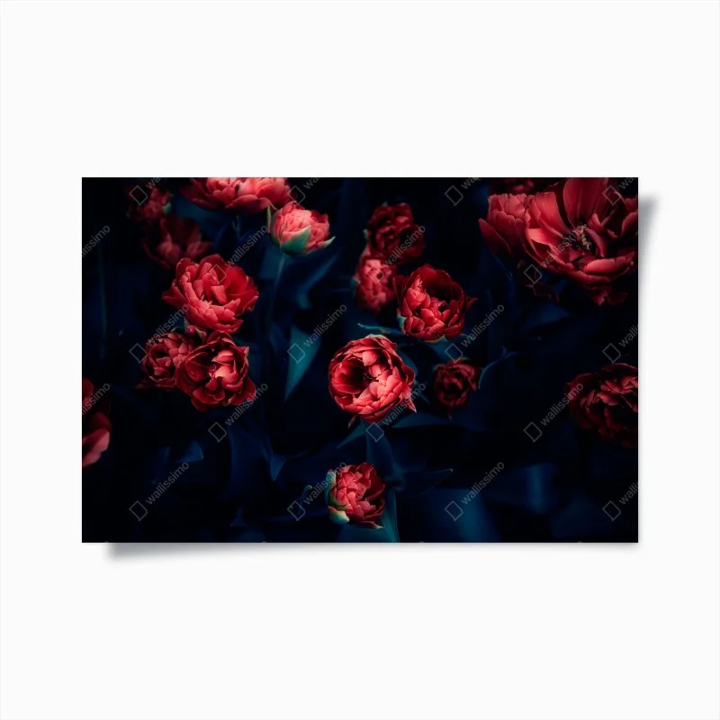 Poster moody red tulip bouquet