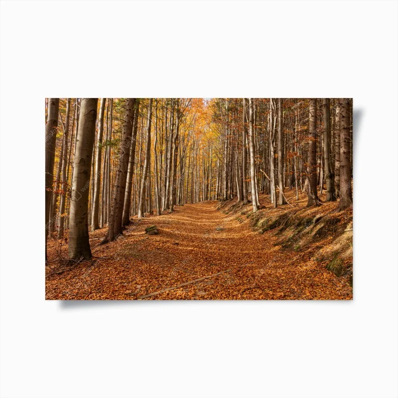 Poster autumn forest path with golden leaves
