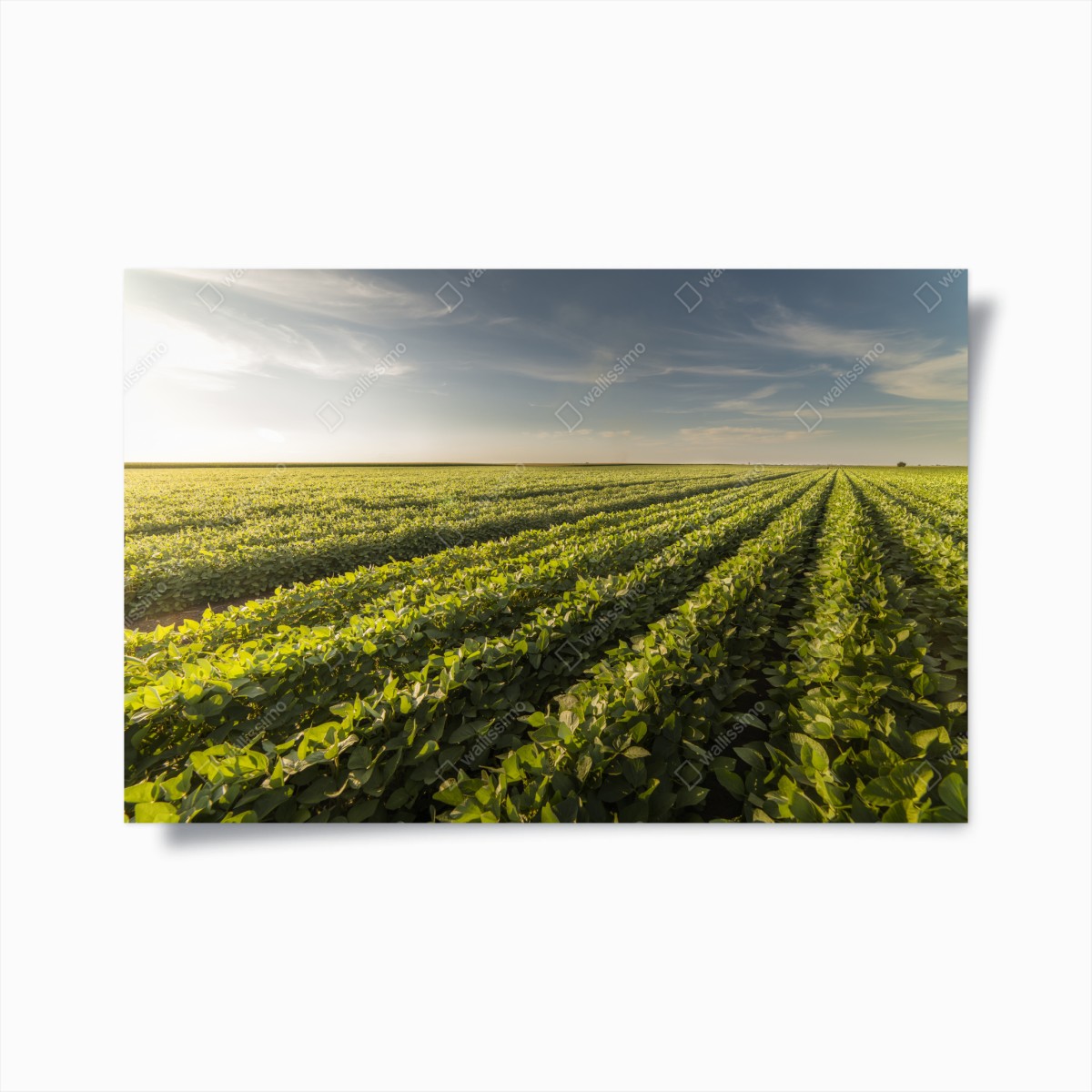 Poster sunlit soybean field at sunset • Wallissimo® Poster sunlit soybean field at sunset • Wallissimo®
