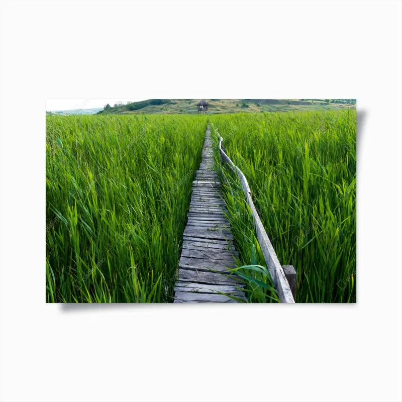Poster serene green marsh boardwalk to rustic hut
