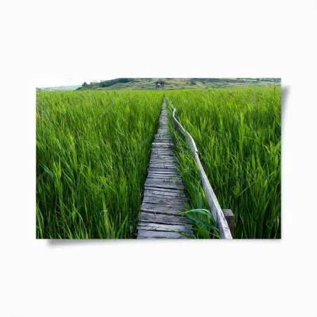 Poster serene green marsh boardwalk to rustic hut • Wallissimo®