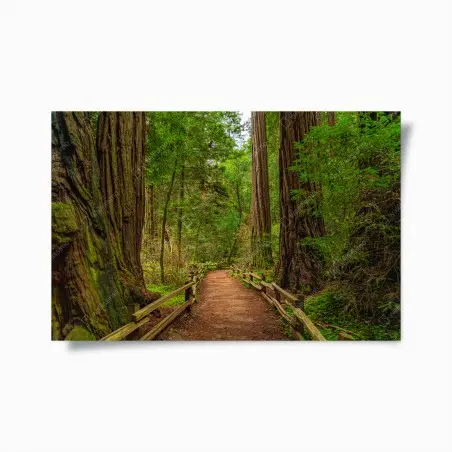 Poster majestic forest path among redwoods • Wallissimo®