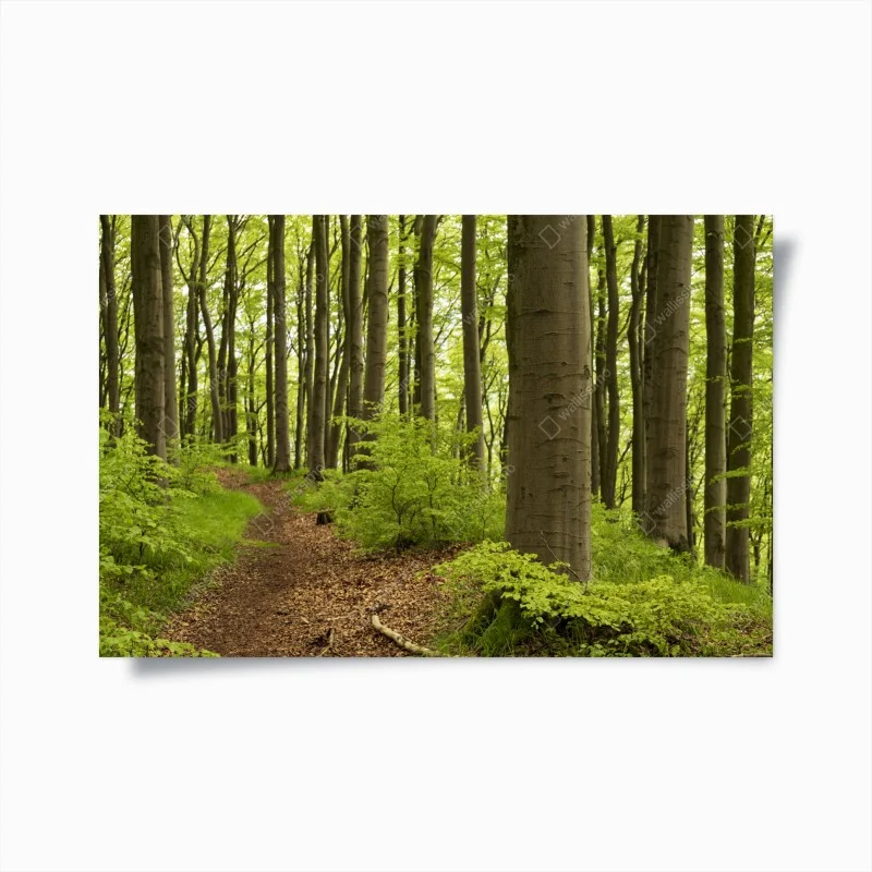 Poster tranquil green forest trail