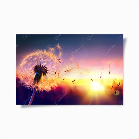 Poster golden dandelion at sunset • Wallissimo®