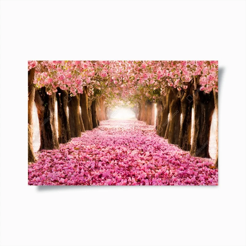 Poster pink blossom pathway under cherry trees