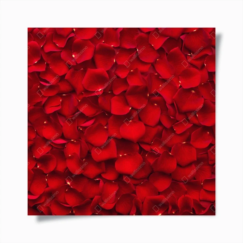 Poster red rose petal background