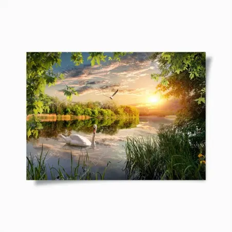 Poster sunset swan on tranquil lake • Wallissimo®