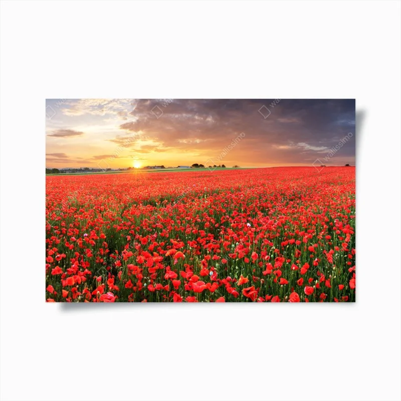Poster sunset poppy field panorama
